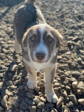 PEAR, Hund, Mischlingshund in Rumänien - Bild 10