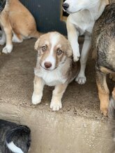 PEAR, Hund, Mischlingshund in Rumänien - Bild 9