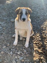 HERMINE, Hund, Mischlingshund in Rumänien - Bild 6