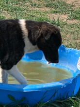 HEIDI, Hund, Mischlingshund in Rumänien - Bild 2