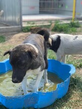 HEIDI, Hund, Mischlingshund in Rumänien - Bild 3