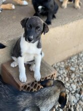 HEIDI, Hund, Mischlingshund in Rumänien - Bild 6