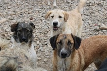 PEACHES, Hund, Mischlingshund in Rumänien - Bild 4