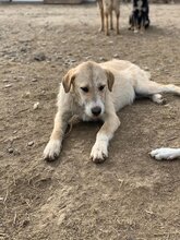 PEACHES, Hund, Mischlingshund in Rumänien - Bild 6