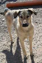 GWENNY, Hund, Mischlingshund in Rumänien - Bild 1