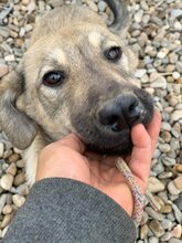 GWENNY, Hund, Mischlingshund in Rumänien - Bild 4