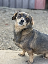 BROWNIE, Hund, Mischlingshund in Rumänien
