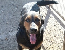 MUMY, Hund, Mischlingshund in Spanien - Bild 10