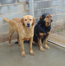 MUMY, Hund, Mischlingshund in Spanien - Bild 11