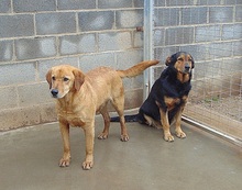 MUMY, Hund, Mischlingshund in Spanien - Bild 12