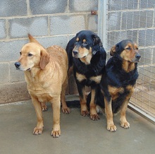 MUMY, Hund, Mischlingshund in Spanien - Bild 14