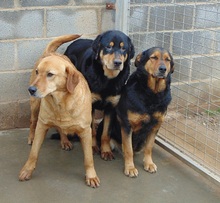 MUMY, Hund, Mischlingshund in Spanien - Bild 15