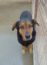 MUMY, Hund, Mischlingshund in Spanien - Bild 3