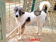 LACTA1, Hund, Mischlingshund in Griechenland - Bild 3