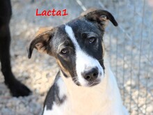 LACTA1, Hund, Mischlingshund in Griechenland - Bild 4