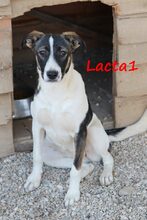 LACTA1, Hund, Mischlingshund in Griechenland - Bild 5