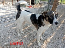 LACTA1, Hund, Mischlingshund in Griechenland - Bild 6