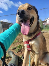 SIRVERT, Hund, Mischlingshund in Spanien - Bild 10