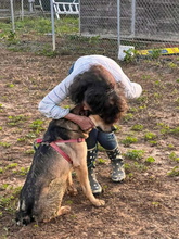 SIRVERT, Hund, Mischlingshund in Spanien - Bild 12