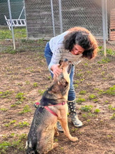 SIRVERT, Hund, Mischlingshund in Spanien - Bild 13