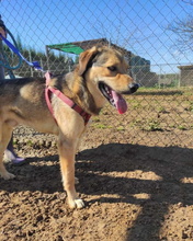 SIRVERT, Hund, Mischlingshund in Spanien - Bild 14