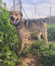 SIRVERT, Hund, Mischlingshund in Spanien - Bild 4