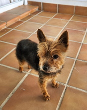 RAMON, Hund, Mischlingshund in Spanien