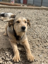 LICAS, Hund, Mischlingshund in Rumänien - Bild 2