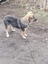 HARVEY, Hund, Mischlingshund in Rumänien - Bild 4