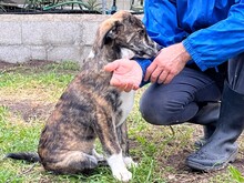 SHERLOCK, Hund, Mischlingshund in Italien - Bild 10