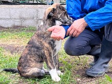 SHERLOCK, Hund, Mischlingshund in Italien - Bild 11