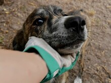 SHERLOCK, Hund, Mischlingshund in Italien - Bild 16