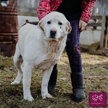 ROCKY, Hund, Mischlingshund in Rumänien