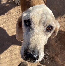 PEPPE, Hund, Mischlingshund in Griechenland - Bild 2