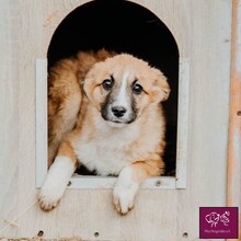 BAMBI, Hund, Mischlingshund in Rumänien