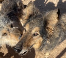 LASSIE, Hund, Mischlingshund in Griechenland - Bild 1