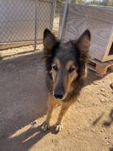 LASSIE, Hund, Mischlingshund in Griechenland - Bild 2