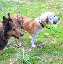 LASSIE, Hund, Mischlingshund in Griechenland - Bild 7