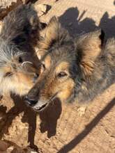 LASSIE, Hund, Mischlingshund in Griechenland - Bild 9