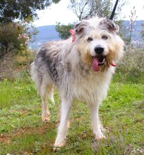 MANDO, Hund, Mischlingshund in Griechenland - Bild 3