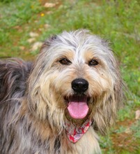 GOUDI, Hund, Mischlingshund in Griechenland - Bild 3