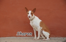 SHARON, Hund, Podenco in Essingen