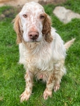 BAILEY, Hund, English Setter in Griechenland