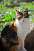 SOPHIE, Katze, Europäisch Kurzhaar in Bulgarien - Bild 2