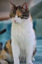 SOPHIE, Katze, Europäisch Kurzhaar in Bulgarien - Bild 5