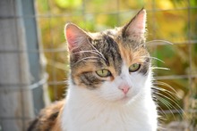 SOPHIE, Katze, Europäisch Kurzhaar in Bulgarien - Bild 6