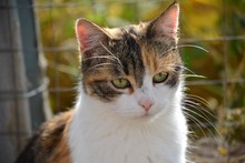 SOPHIE, Katze, Europäisch Kurzhaar in Bulgarien - Bild 7