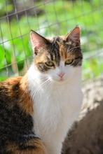 SOPHIE, Katze, Europäisch Kurzhaar in Bulgarien - Bild 8