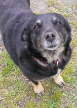 LISA, Hund, Mischlingshund in Bulgarien
