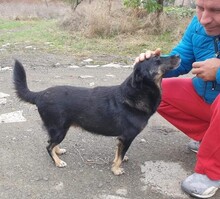 LISA, Hund, Mischlingshund in Bulgarien - Bild 3